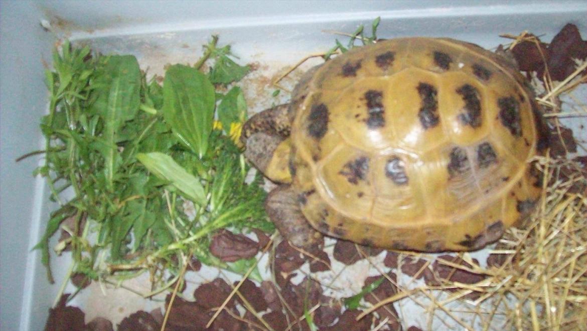 Lidt nyt fra krybdyrene - Sørine i sit "bur" der er vinterophold og natlogi, hun skal i ude bolig på 4 kwm. i hele sommerhalvåret. billede 7