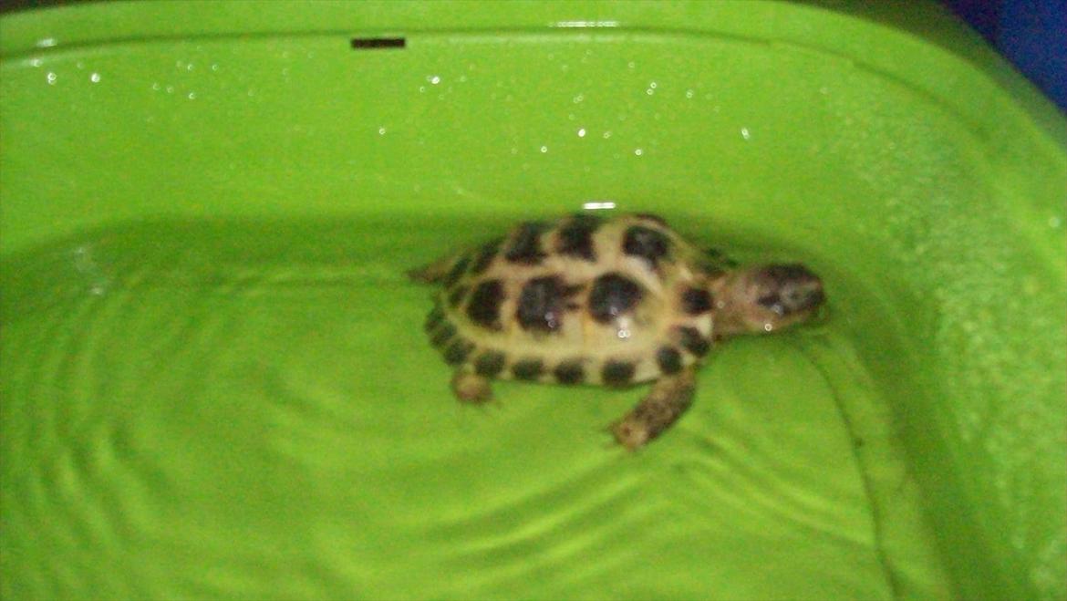 Lidt nyt fra krybdyrene - Valdemar,.lille Russer han på ca. 10 cm. senere avl med de 2 russere. billede 8