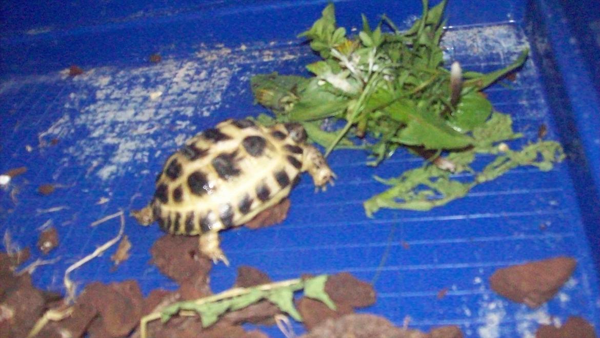 Lidt nyt fra krybdyrene - Valdemar i sin vinterbolig/natlogi, også han får en have bolig på ca. 4 kwm. billede 9