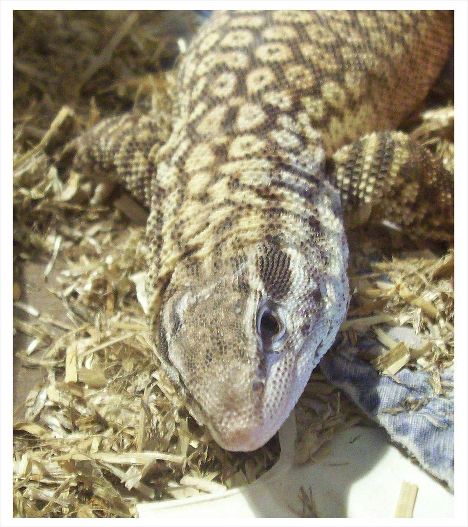 Lidt nyt fra krybdyrene - Buster vores ældste tornhale varan, vi håber Alma er en hun så der bliver lidt avl. billede 14