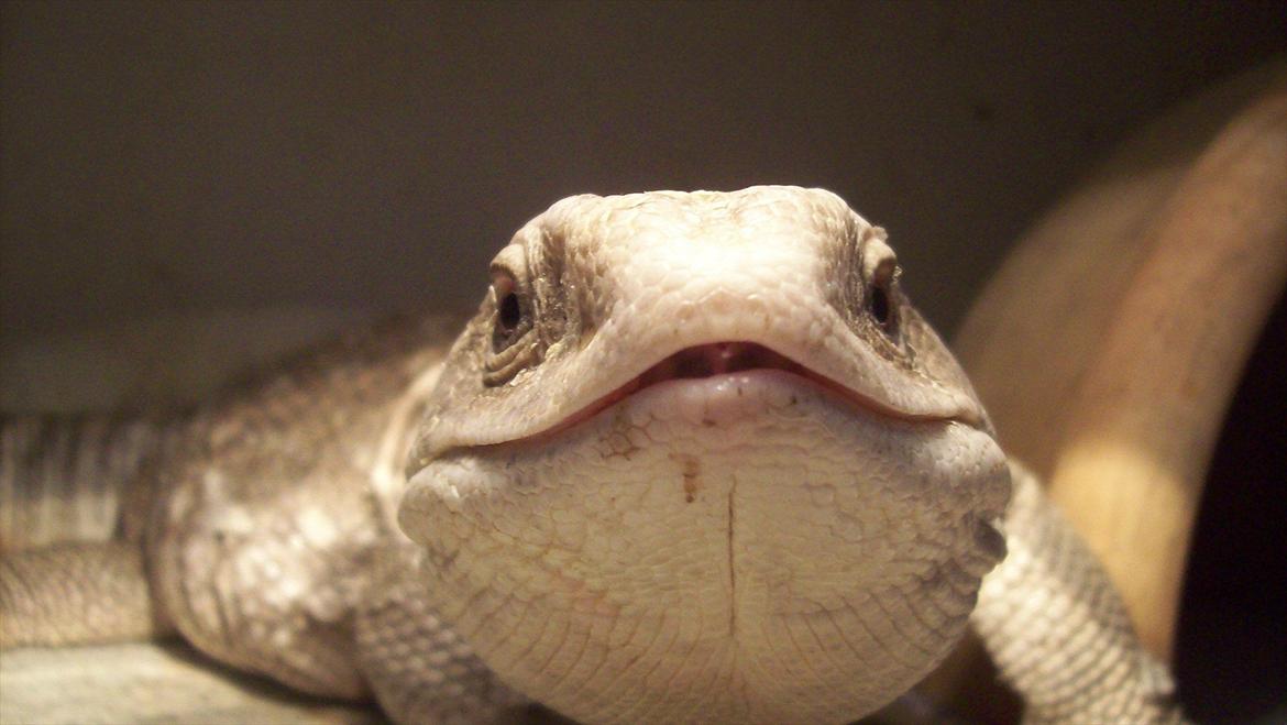 Lidt nyt fra krybdyrene - Tak for I ville kigge forbi, hold venligst en god tone ellers pudser jeg min gamle ven Elvis på jer :OD billede 15