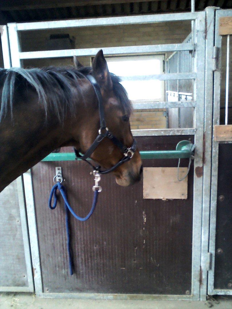 Vores billedebog. - Nyyyy grime! :-D Den er med Sarkowski (staves) sten! :-D billede 39