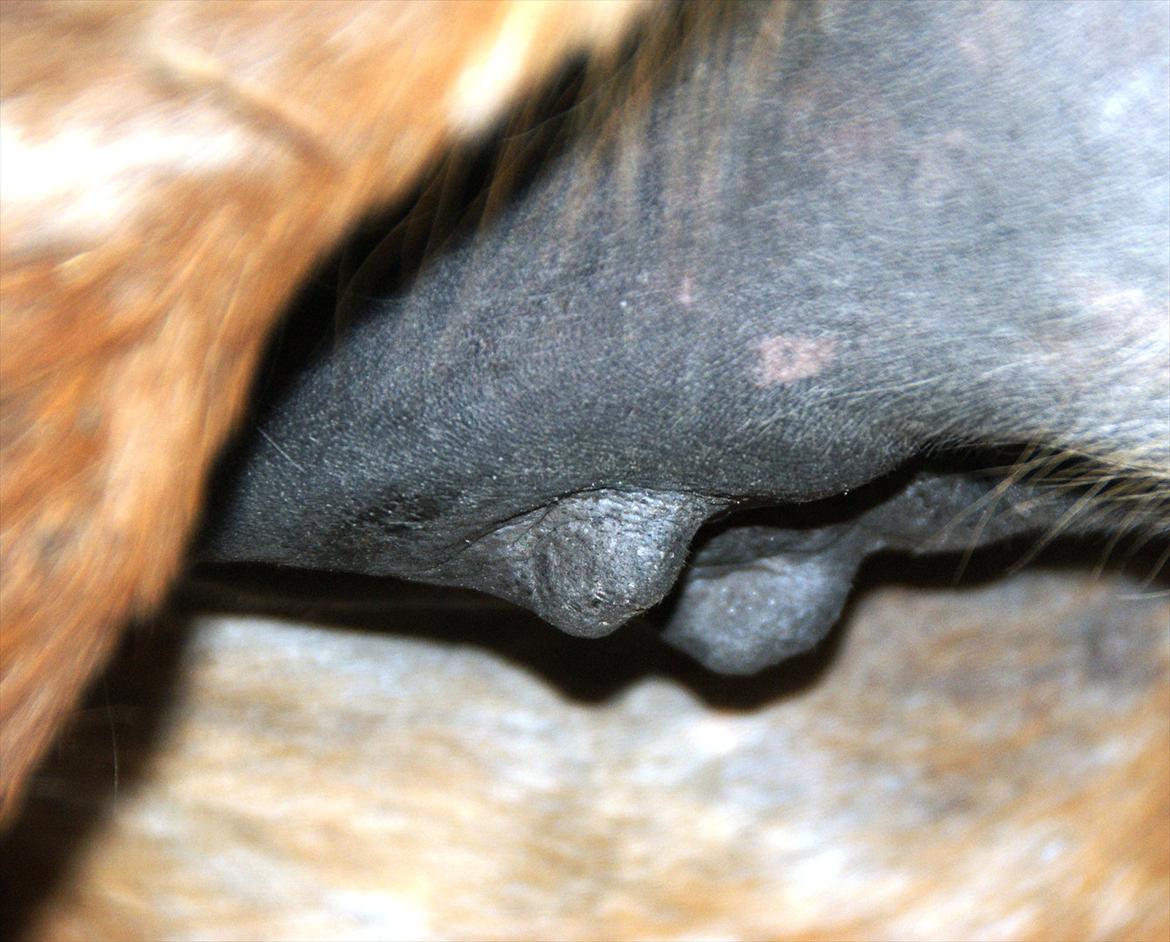 Ulla´s sidste del af drægtigheden - Så er vi lidt nærmere termin--- de næste 5 billeder er taget fredag 27/4 2012
der er mellem 5-8 dage til termin billede 9