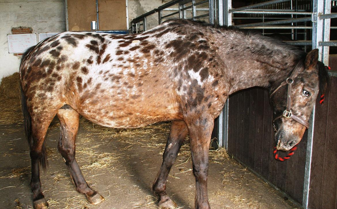 Ulla´s sidste del af drægtigheden - 5-8 dage til termin- følle har vendt sig for 3 uger siden, og maven har ændret facon billede 11