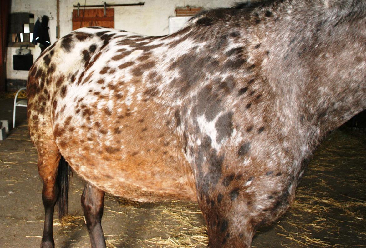 Ulla´s sidste del af drægtigheden - 5-8 dage til termin. billede 12