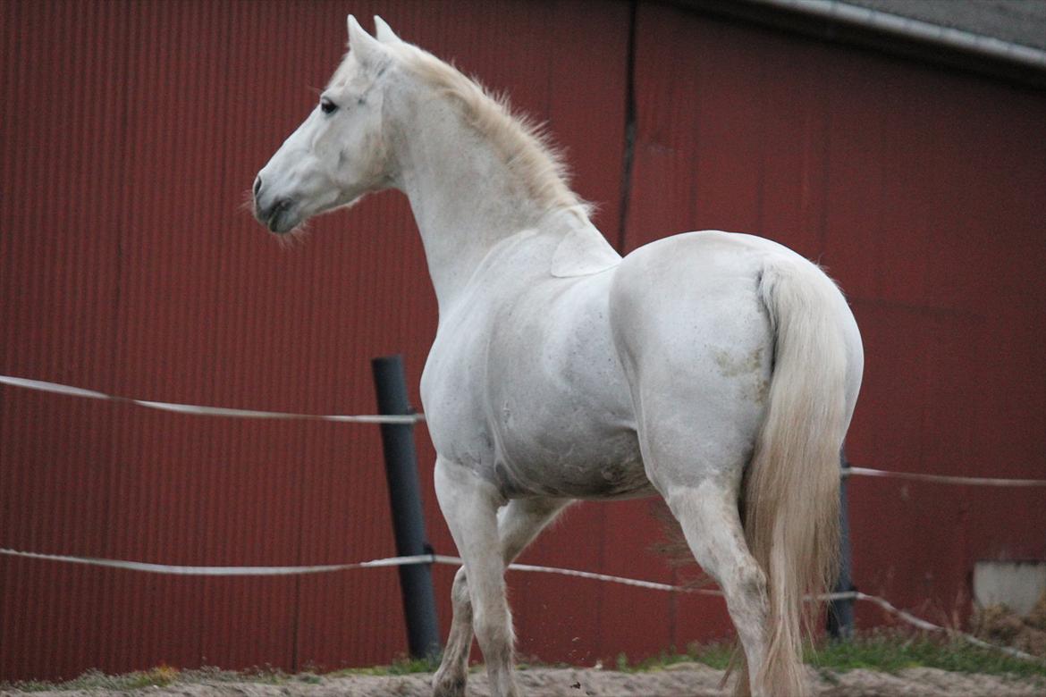 Hvid hest og vandpytter d. 29 billede 1