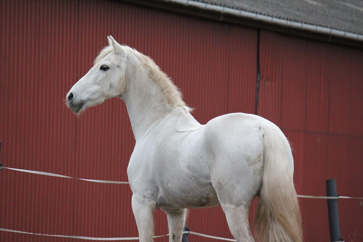 Hvid hest og vandpytter d. 29 billede 2