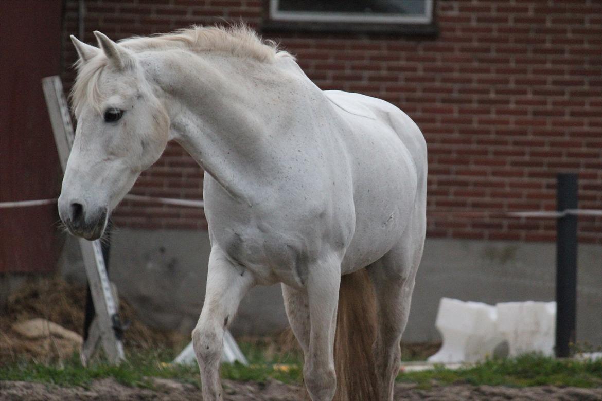 Hvid hest og vandpytter d. 29 billede 4