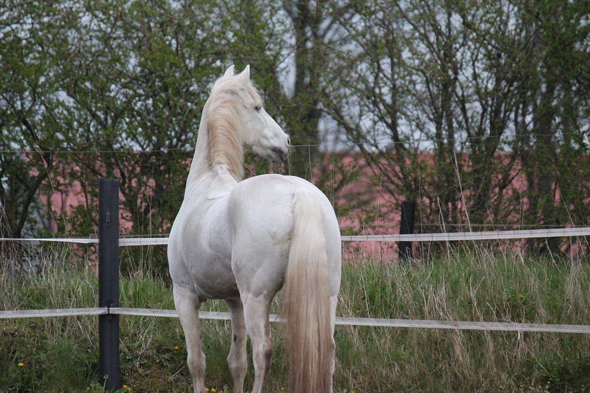 Hvid hest og vandpytter d. 29 billede 9