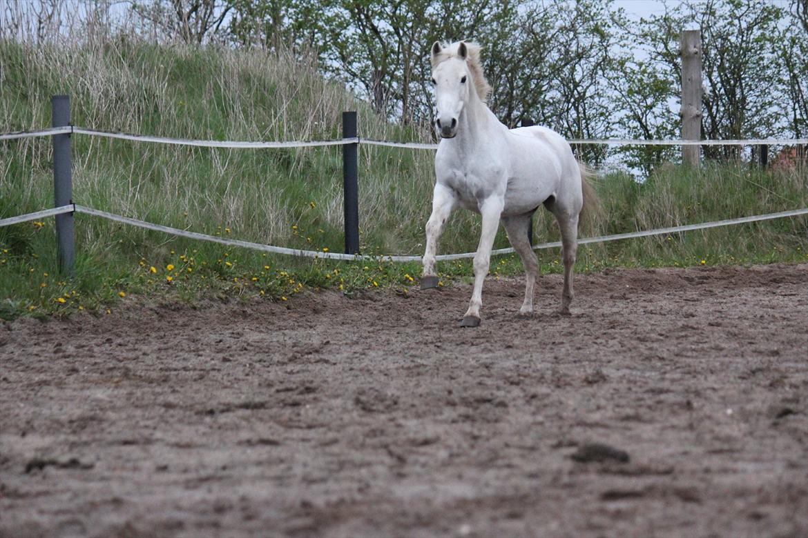 Hvid hest og vandpytter d. 29 billede 10