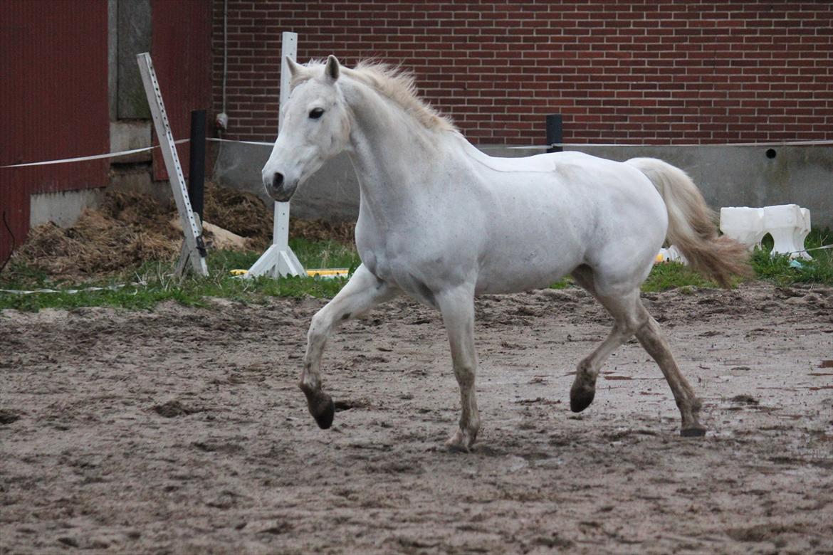 Hvid hest og vandpytter d. 29 billede 11