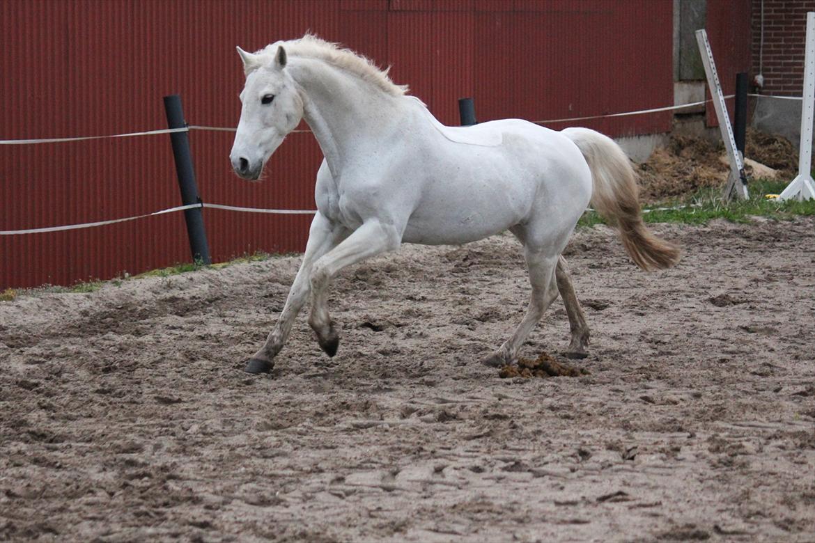 Hvid hest og vandpytter d. 29 billede 12