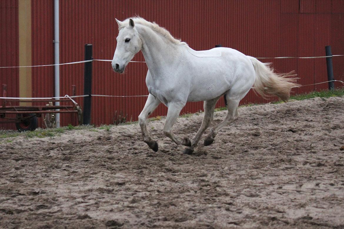 Hvid hest og vandpytter d. 29 billede 13