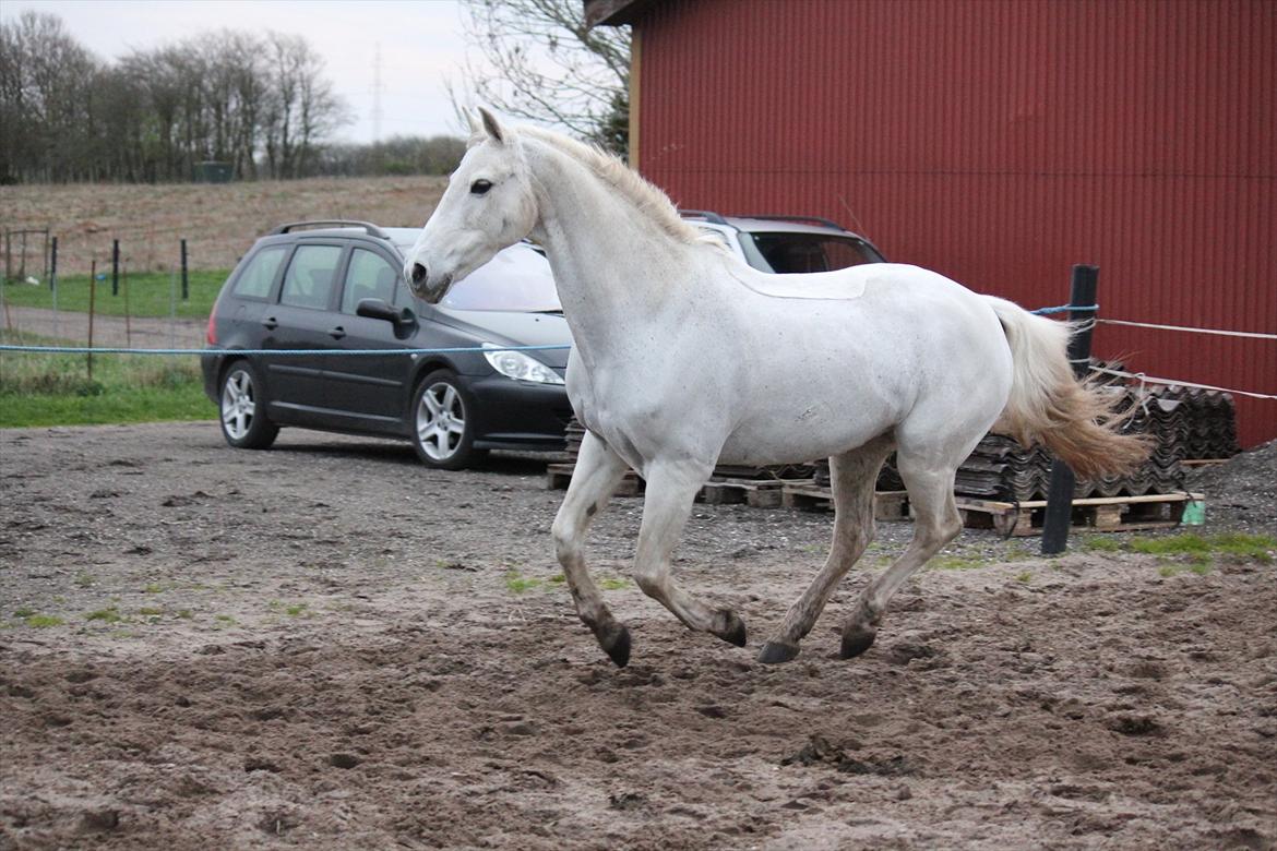 Hvid hest og vandpytter d. 29 billede 15