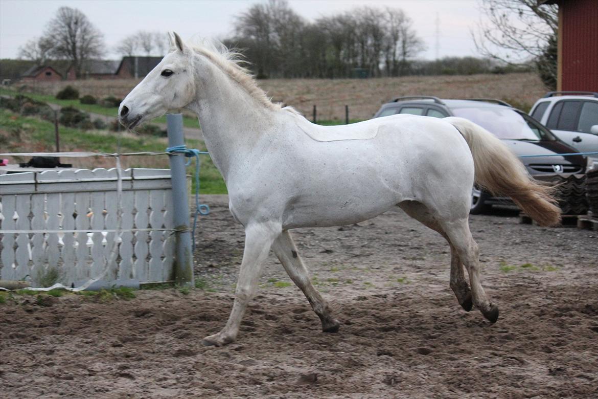 Hvid hest og vandpytter d. 29 - Diverse hest - Fotos fra Hollaender