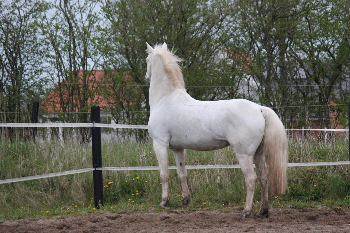 Hvid hest og vandpytter d. 29 billede 17