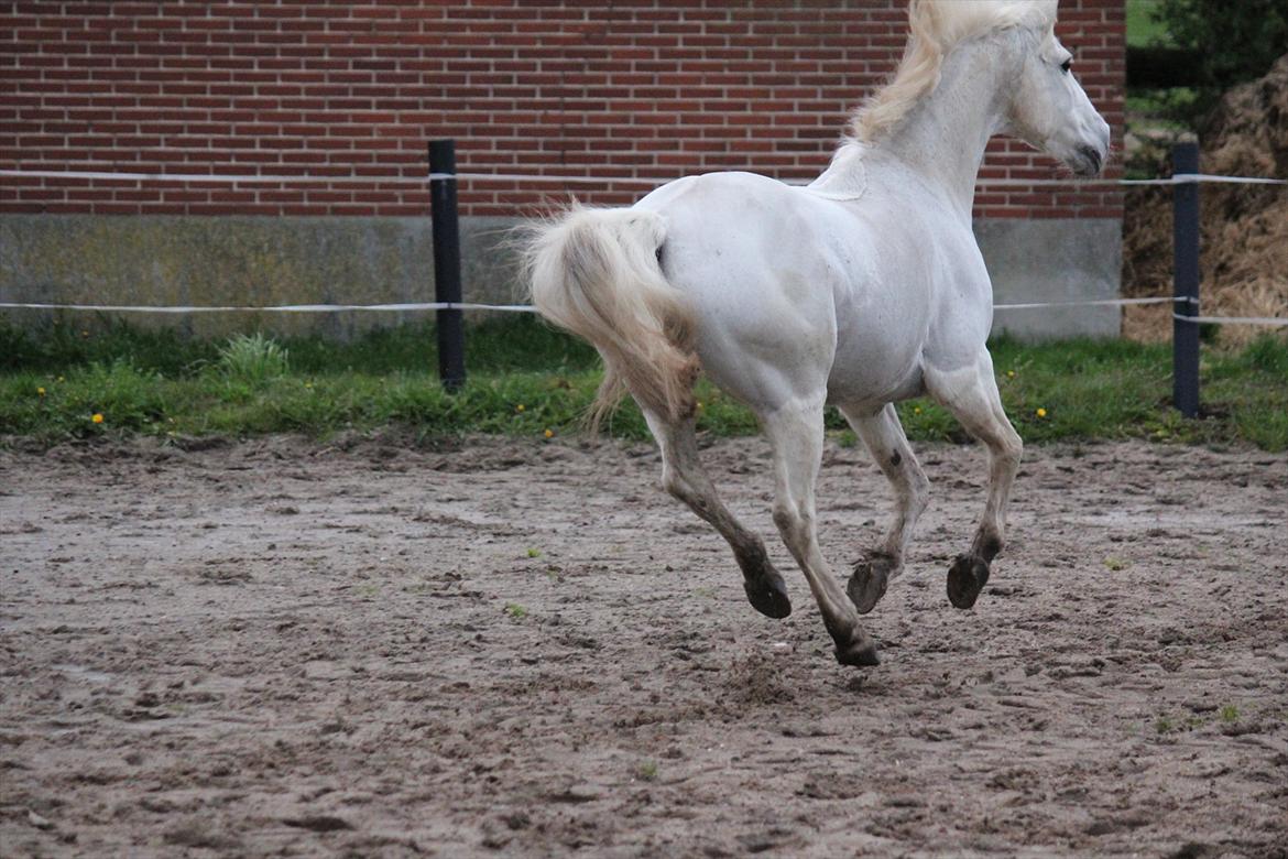 Hvid hest og vandpytter d. 29 billede 18