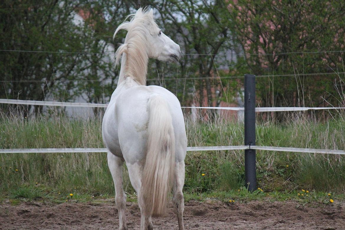 Hvid hest og vandpytter d. 29 billede 20