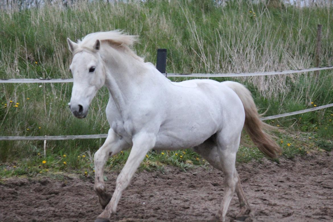 Hvid hest og vandpytter d. 29 billede 21