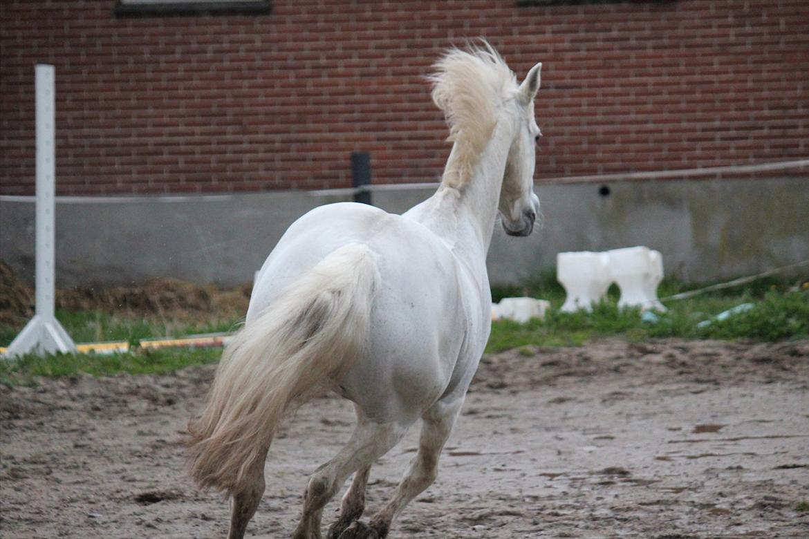 Hvid hest og vandpytter d. 29 billede 23