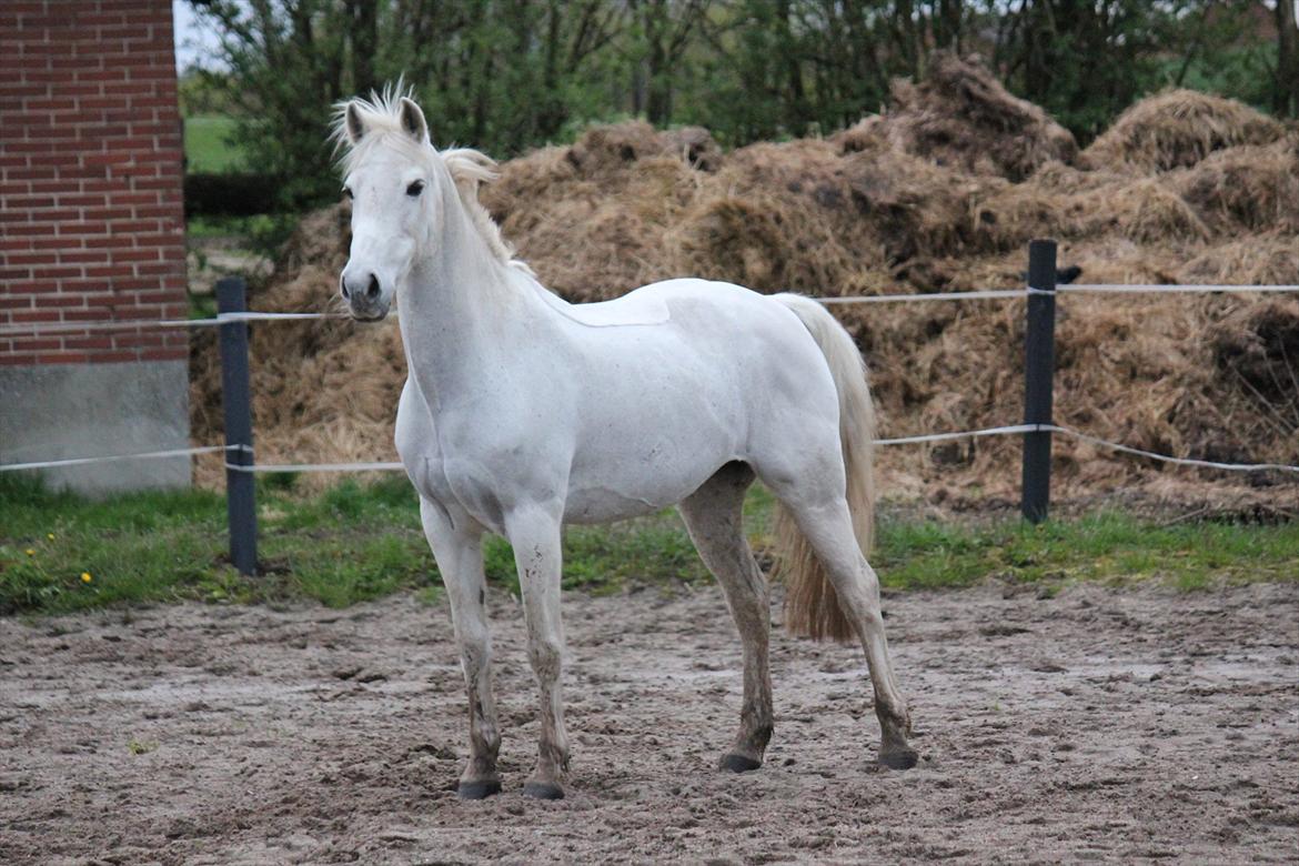 Hvid hest og vandpytter d. 29 billede 25