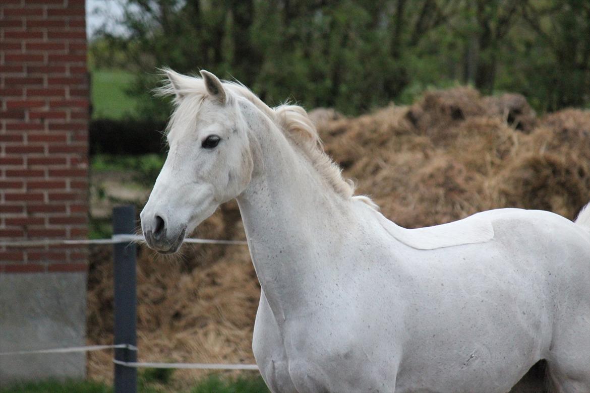Hvid hest og vandpytter d. 29 billede 27