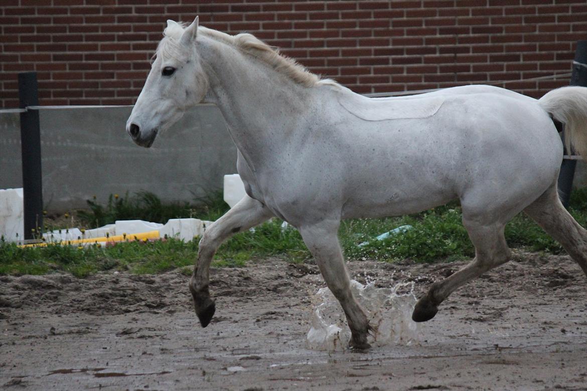 Hvid hest og vandpytter d. 29 billede 28