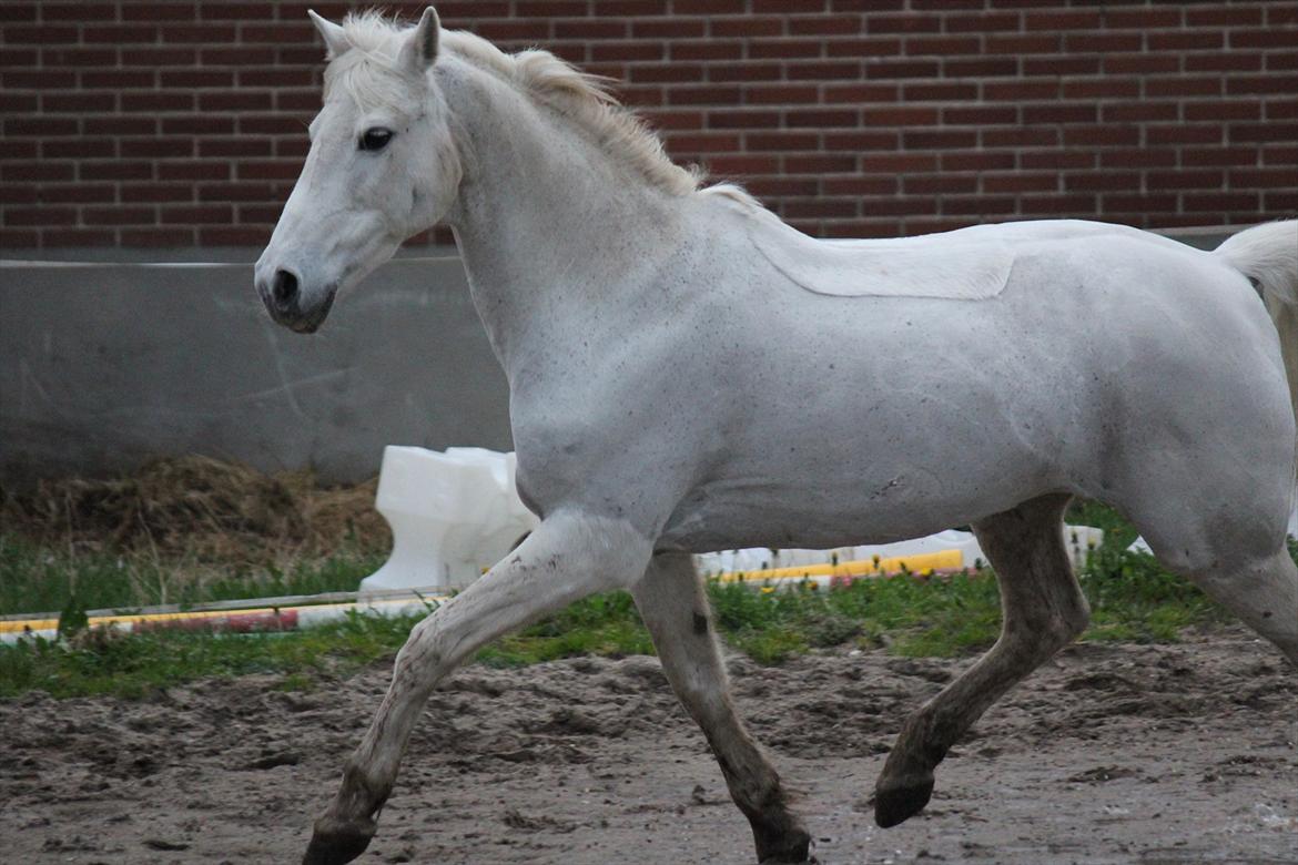 Hvid hest og vandpytter d. 29 billede 29