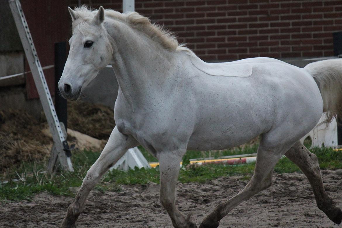 Hvid hest og vandpytter d. 29 billede 30