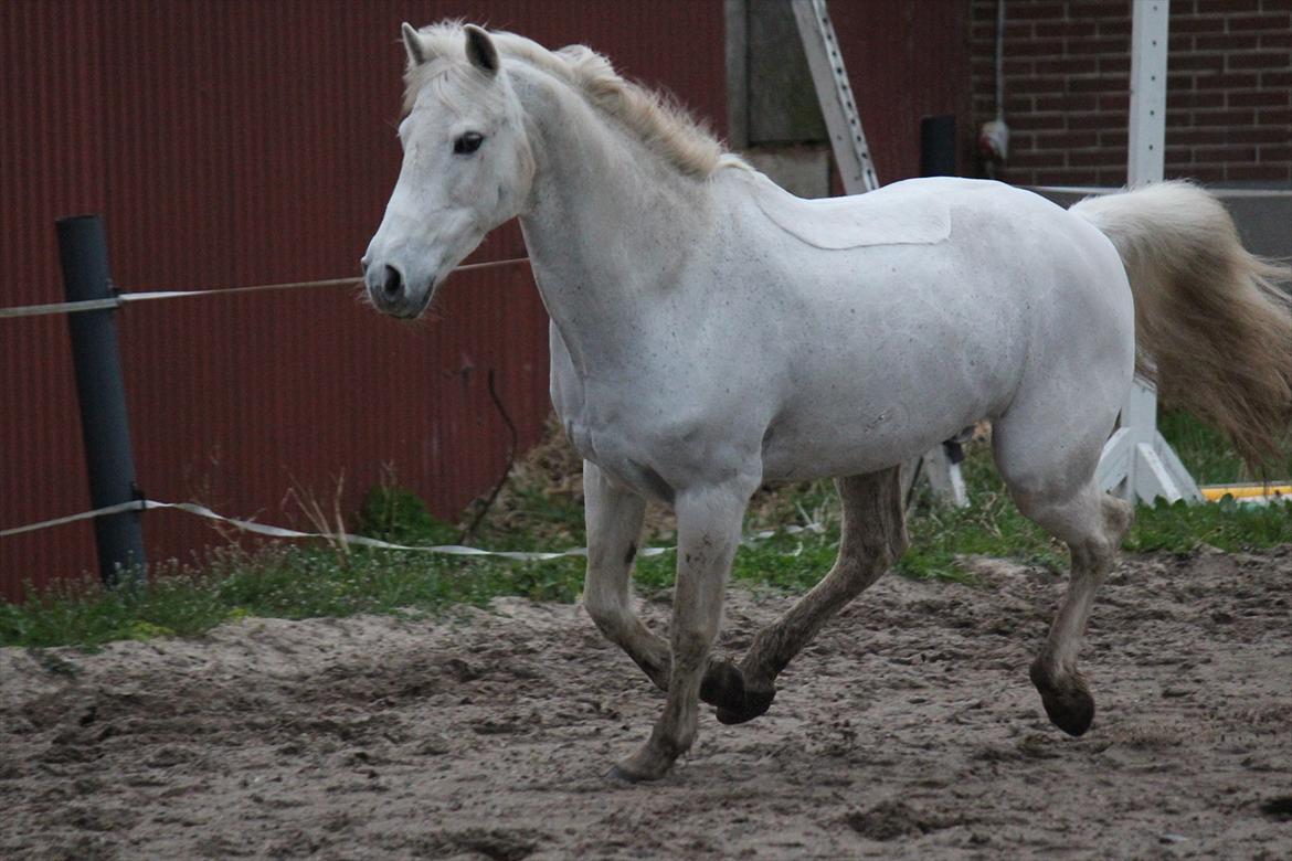 Hvid hest og vandpytter d. 29 billede 31