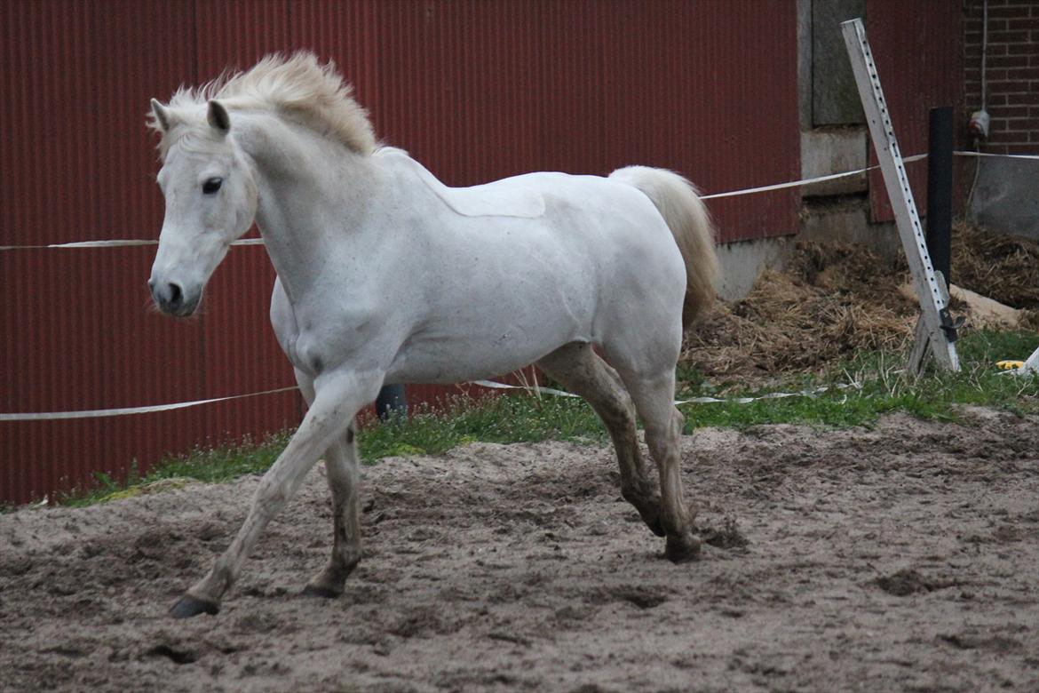 Hvid hest og vandpytter d. 29 billede 32