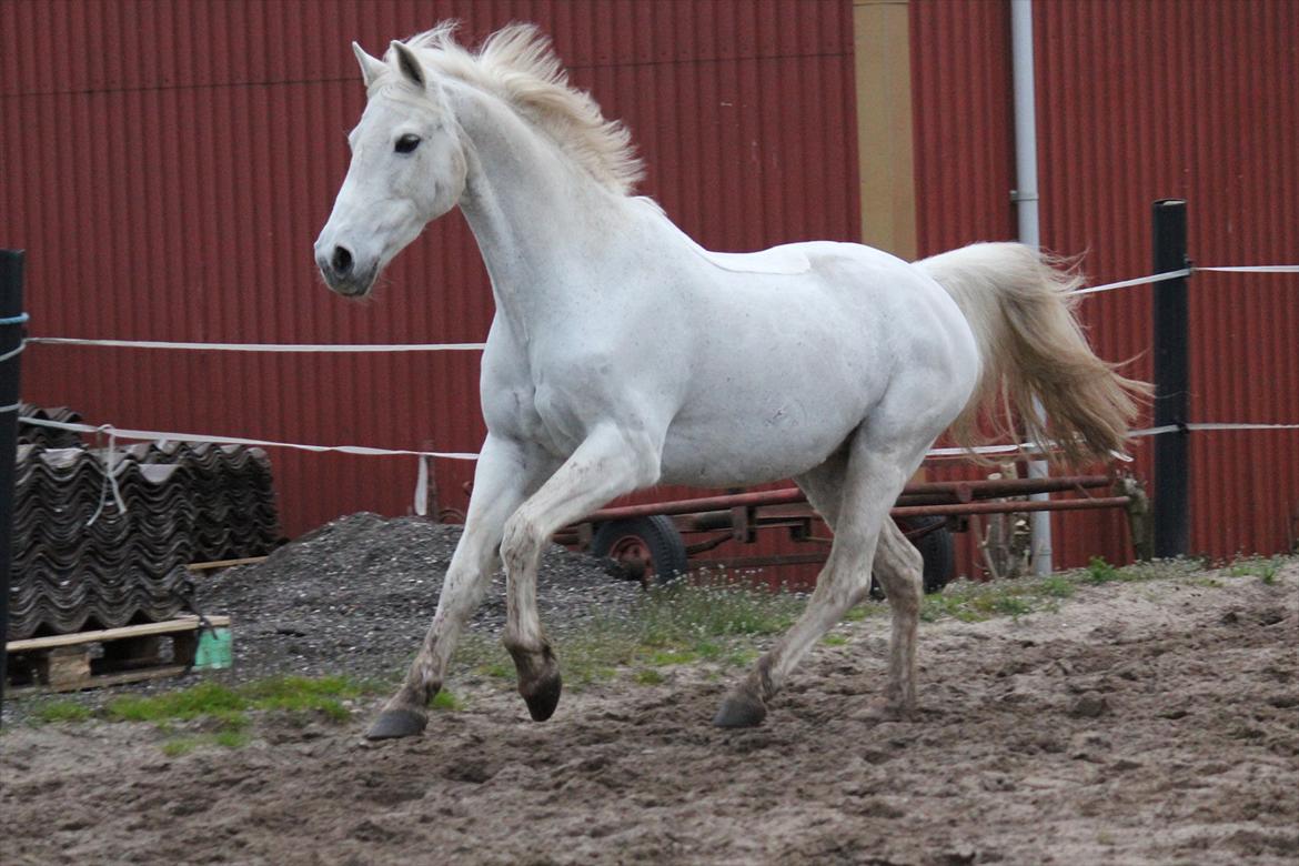 Hvid hest og vandpytter d. 29 billede 33