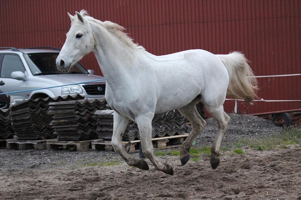 Hvid hest og vandpytter d. 29 billede 34