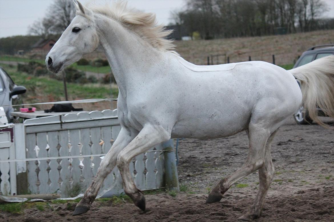 Hvid hest og vandpytter d. 29 billede 36