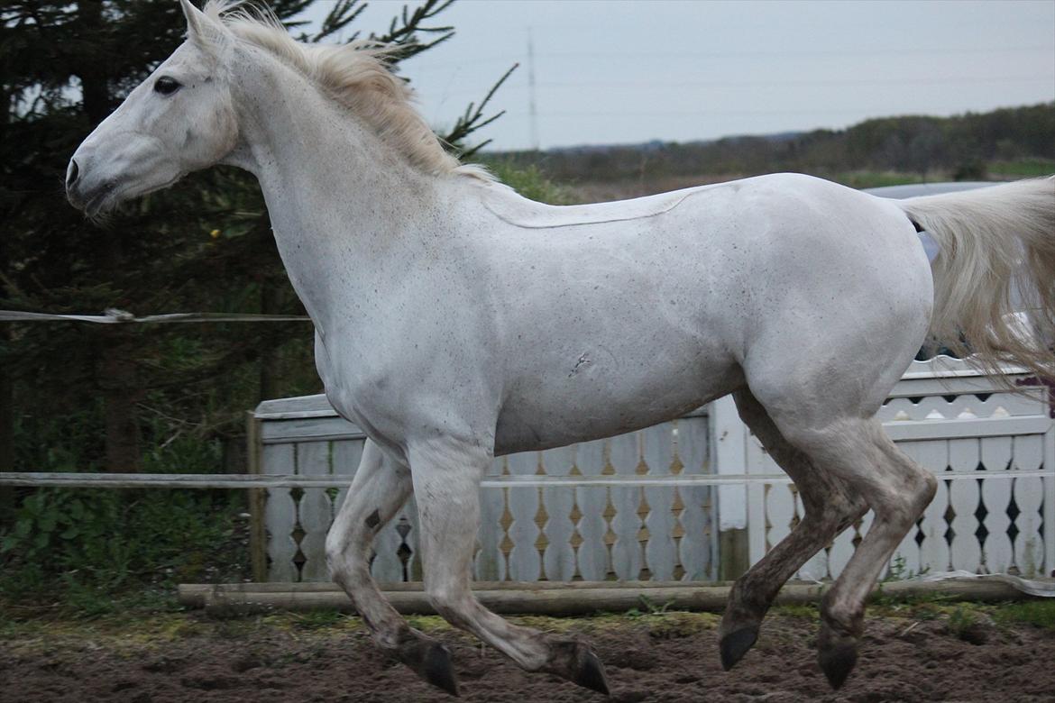 Hvid hest og vandpytter d. 29 billede 37