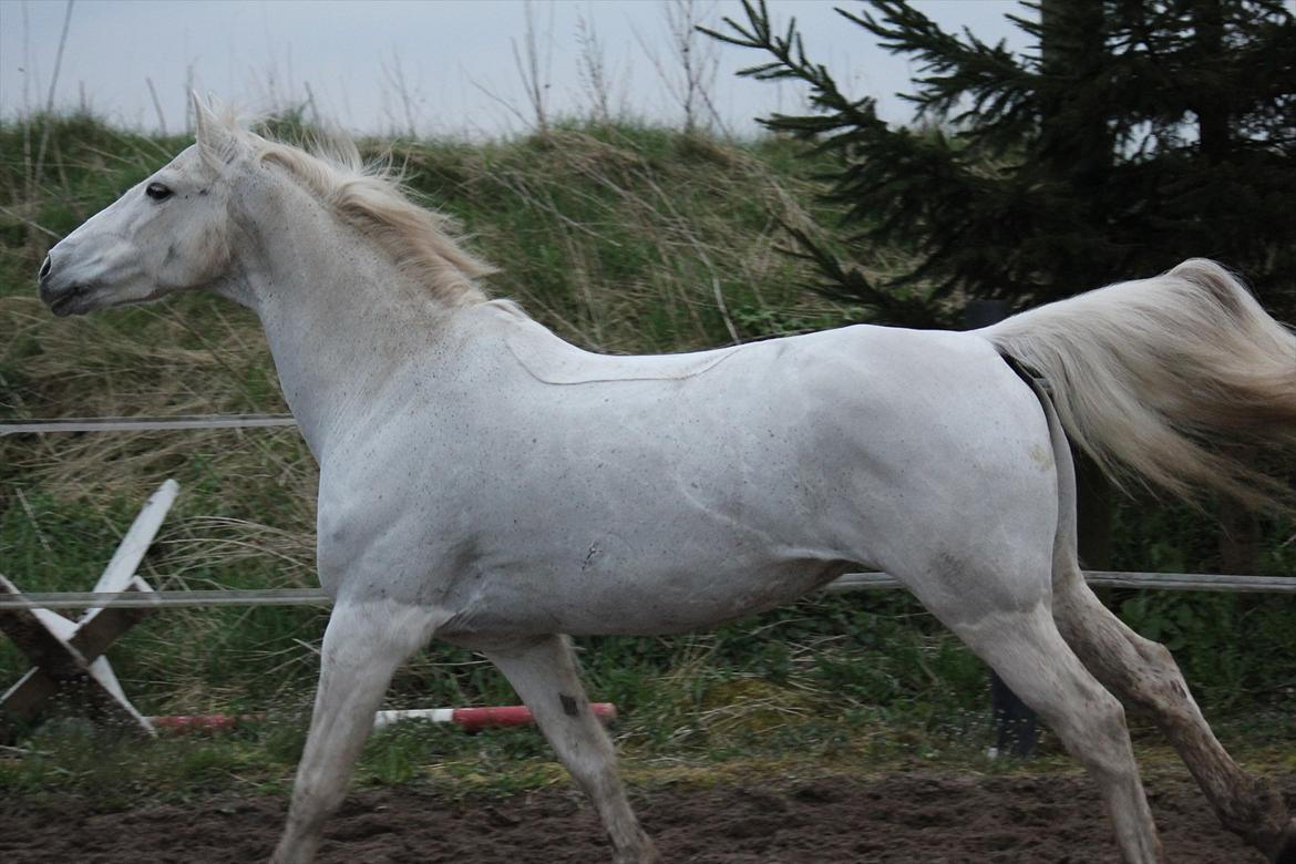 Hvid hest og vandpytter d. 29 billede 38