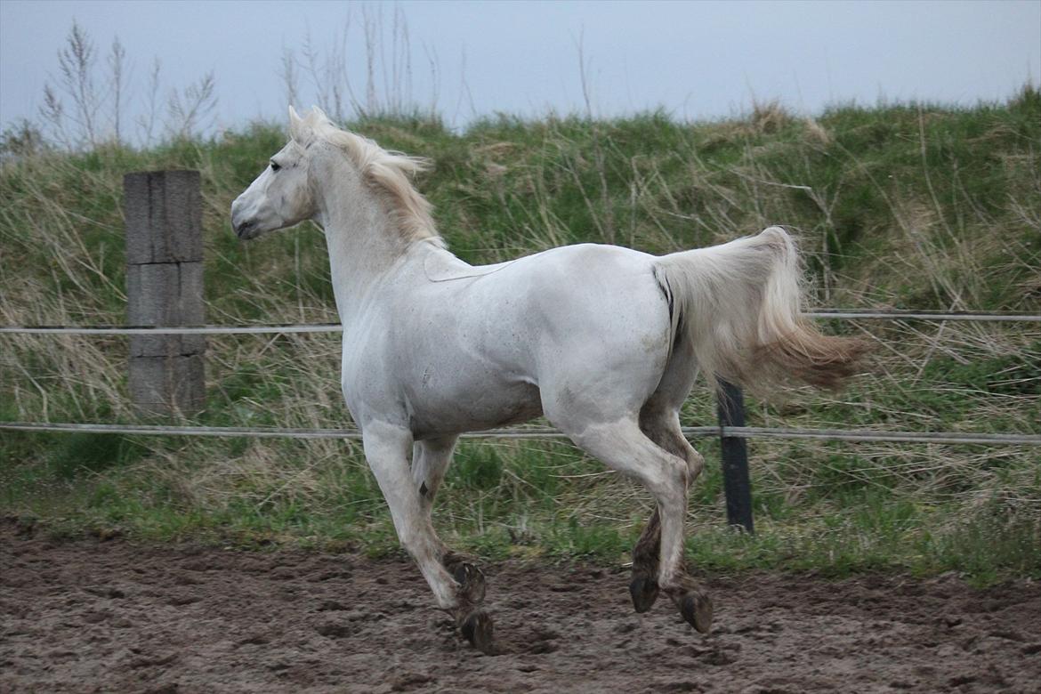 Hvid hest og vandpytter d. 29 billede 40