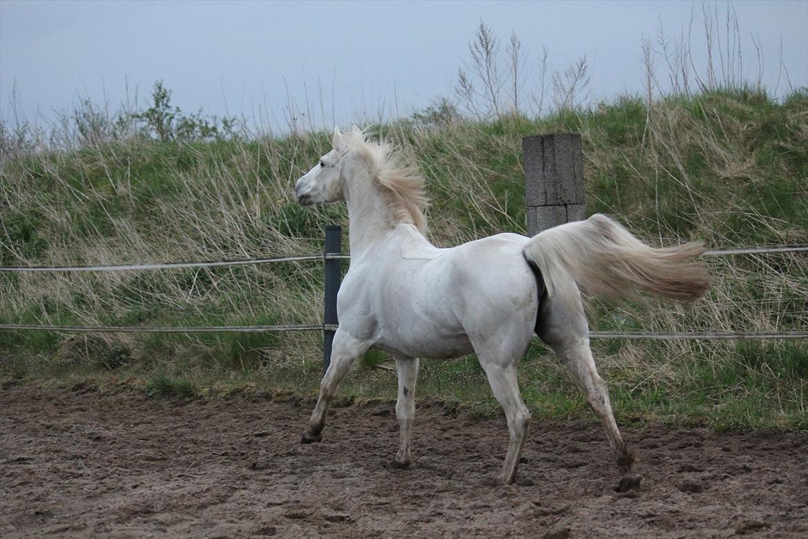 Hvid hest og vandpytter d. 29 billede 41