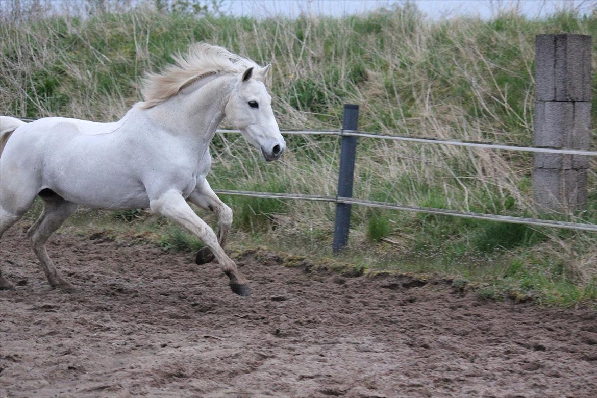 Hvid hest og vandpytter d. 29 billede 42