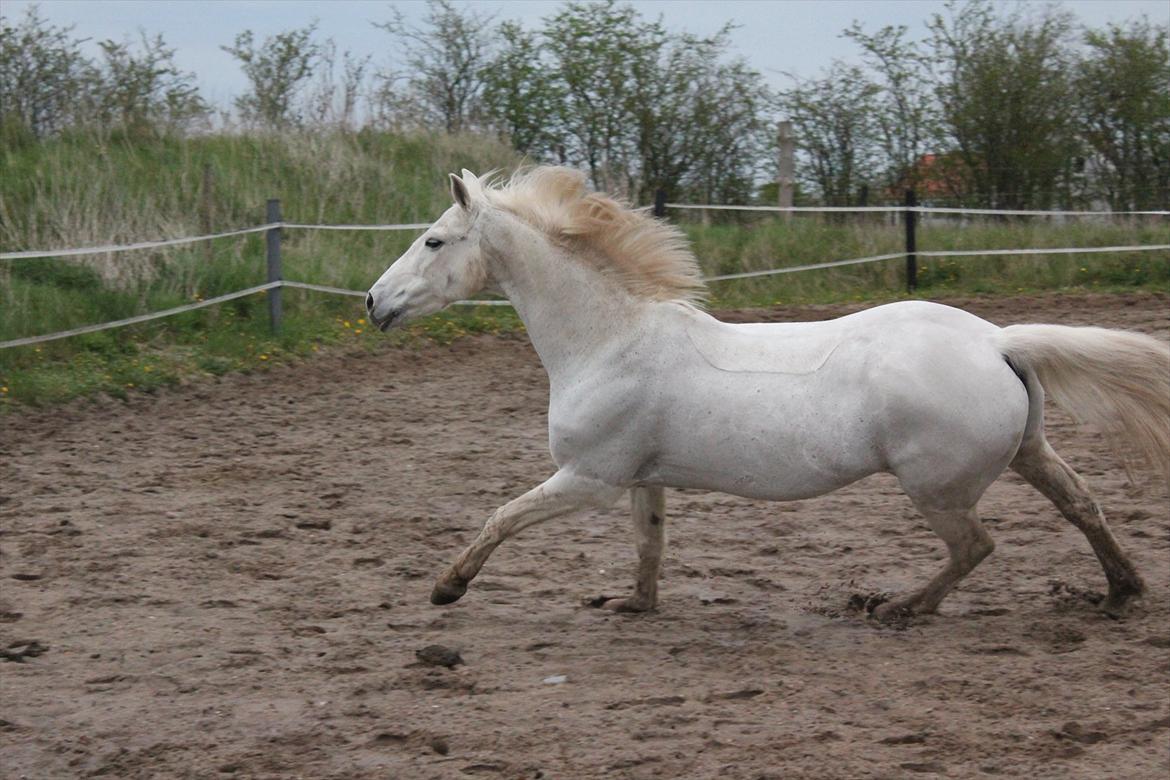 Hvid hest og vandpytter d. 29 billede 44
