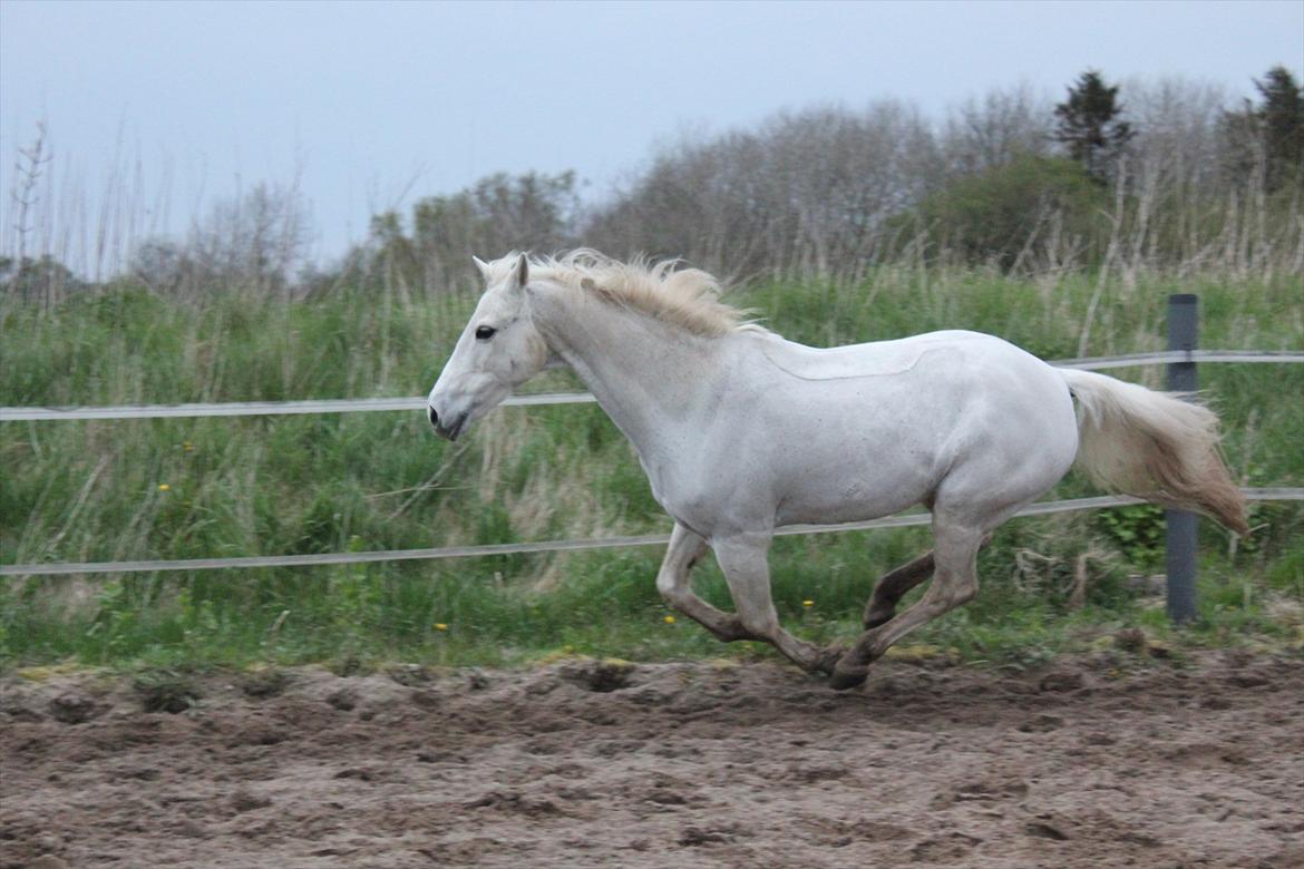 Hvid hest og vandpytter d. 29 billede 45