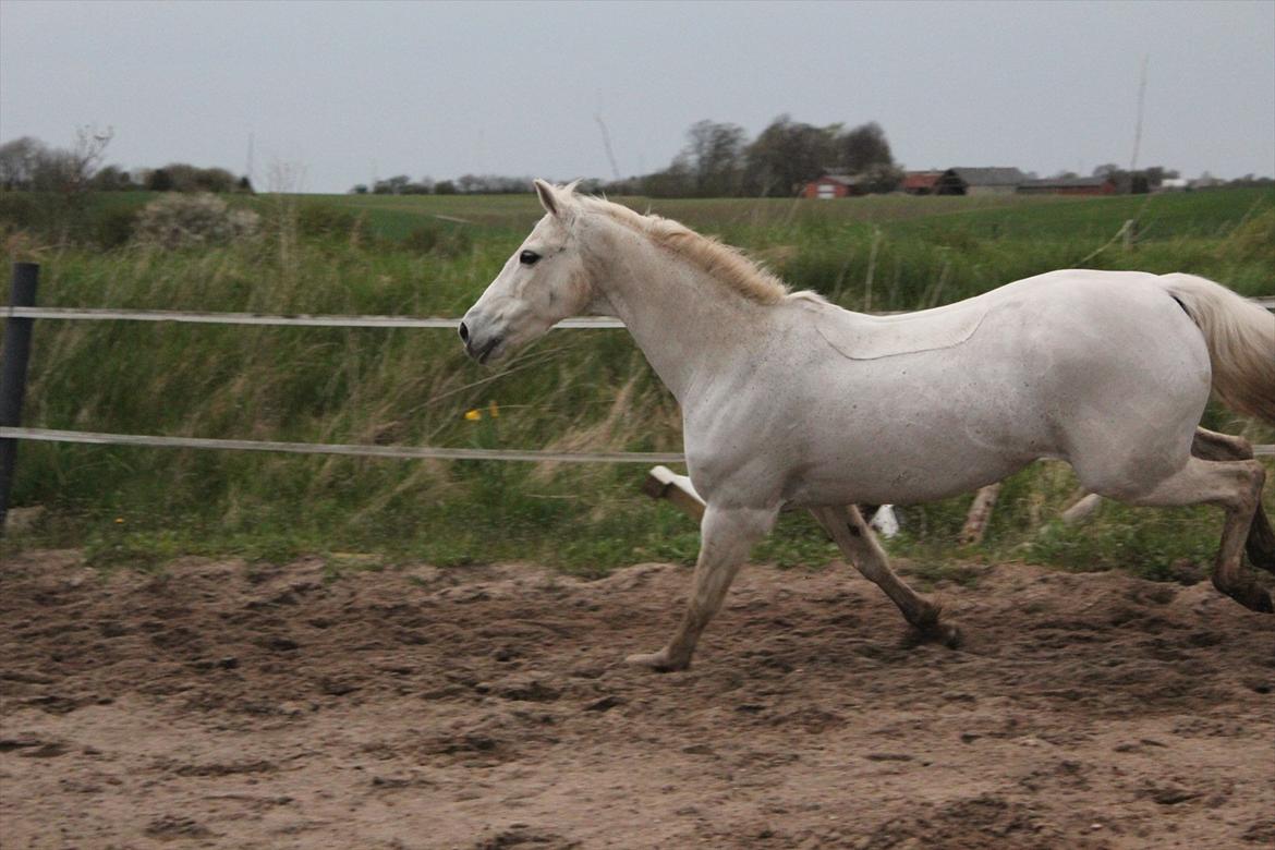 Hvid hest og vandpytter d. 29 billede 47
