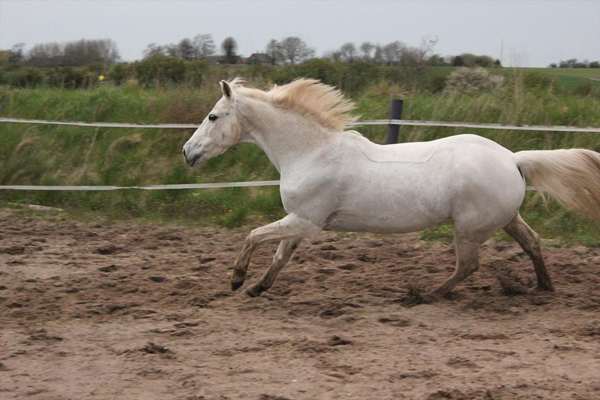Hvid hest og vandpytter d. 29 billede 48