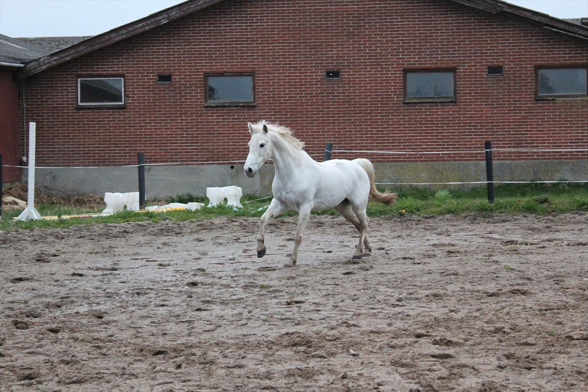 Hvid hest og vandpytter d. 29 billede 49