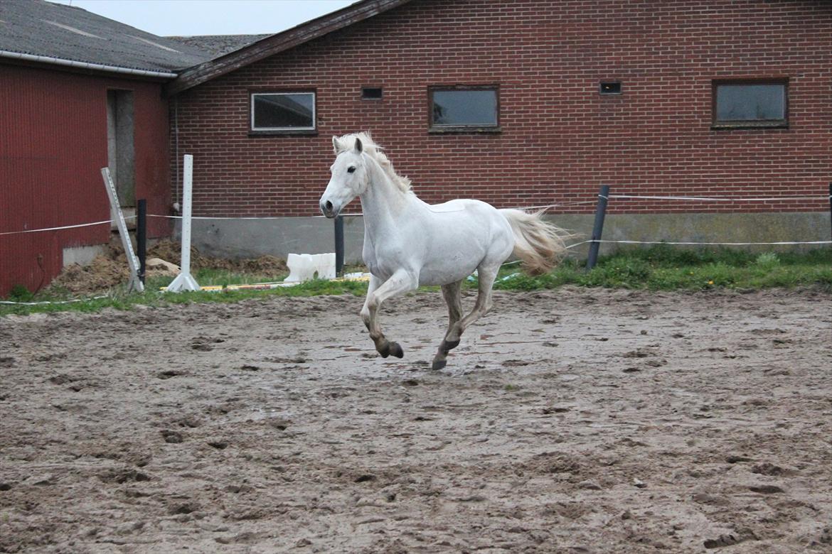 Hvid hest og vandpytter d. 29 billede 50