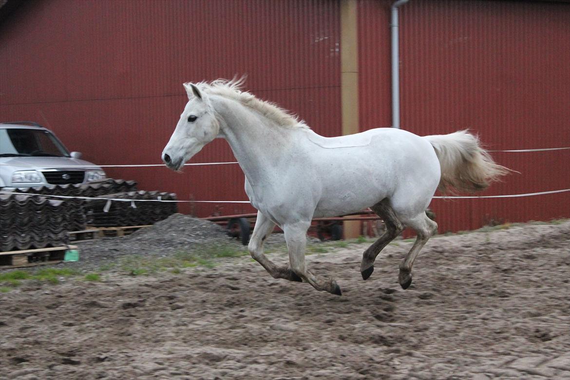 Hvid hest og vandpytter d. 29 billede 51