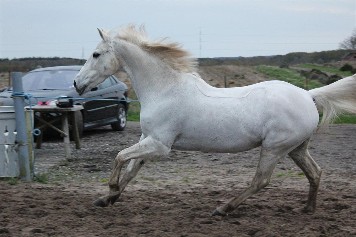 Hvid hest og vandpytter d. 29 billede 52