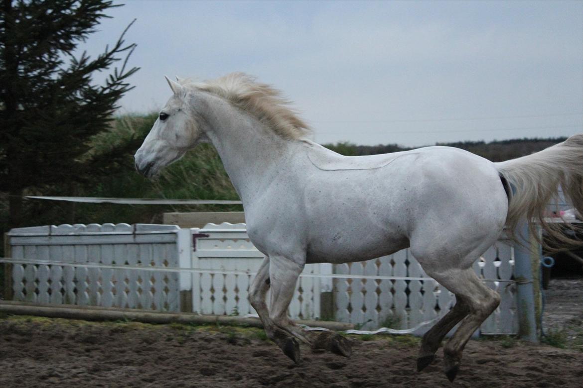 Hvid hest og vandpytter d. 29 billede 53