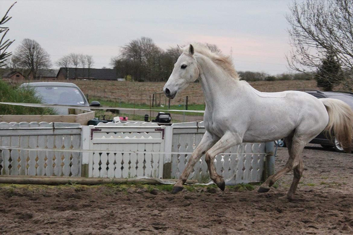 Hvid hest og vandpytter d. 29 billede 54