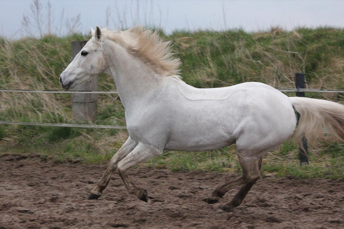 Hvid hest og vandpytter d. 29 billede 55